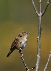 David Plant Photography - Wildlife Photographer - Grasshopper warbler - D